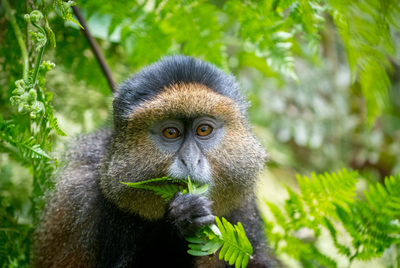 Goldmeerkatze, Ruanda Rundreise