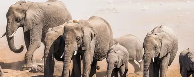 Elefanten, Etosha Nationalpark, Namibia Reise 