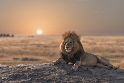 Der König der Tiere in der Savanne von Namibia