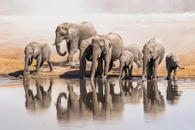Rundreise Namibia, Elefanten, Ongava Wildreservat