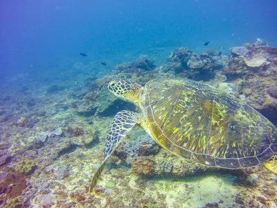 Schildkröten, Kenia Reise