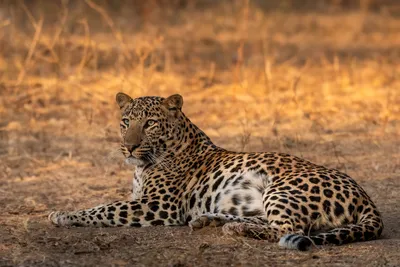 Leopard, Kenia Reise
