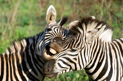 Zebras, Kenia Rundreise
