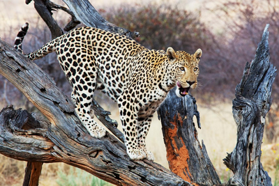Namibia Mietwagen Rundreise, Safari, Etosha Nationalpark
