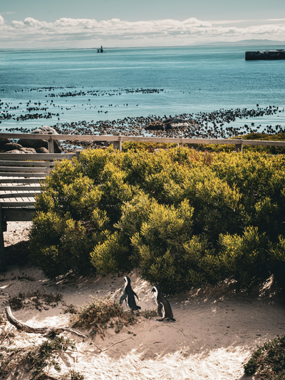 Pinguine, Südafrika, Reisebericht Gardenroute