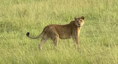 Löwin, Queen Elizabeth Nationalpark, Uganda 