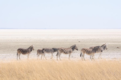 Zebras im Etosha Nationalpark, Namibia Rundreise