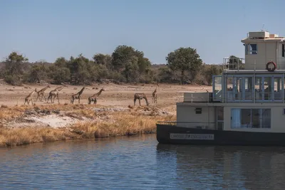 Chobe Princess, Giraffensichtung, Botswana Simbabwe