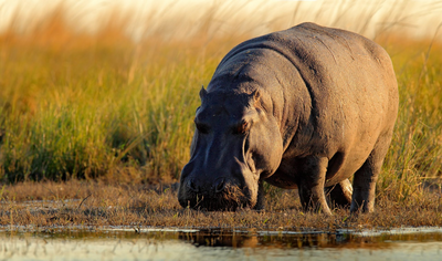 Flusspferd, Caprivi Streifen, Namibia Reisen
