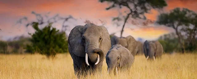 Big Five in Afrika: Elefantenherde in der Savanne