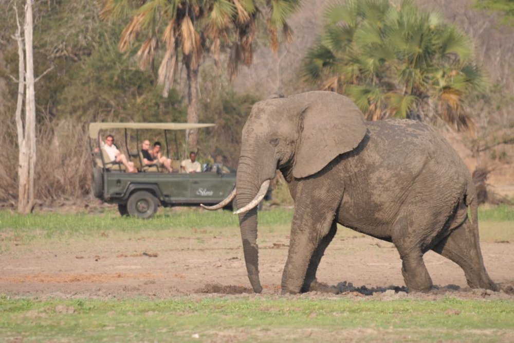 Elefant, Safari, Selous Game Reserve, Tansania Rundreise
