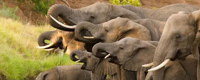 Elefanten, Botswana Reise