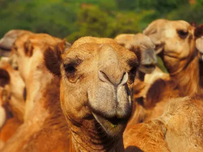 Kamel, Laikipia, Kenia Reise