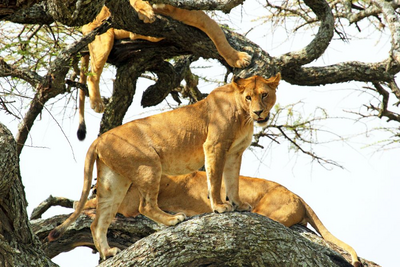 Rundreise Uganda, Löwen im Baum, Queen Elizabeth Nationalpark, Uganda