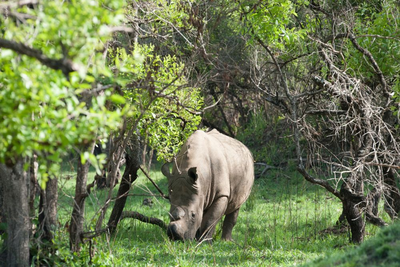 Privatreise Uganda, Nashorn im Ziwa Rhino Sanctuary, Uganda