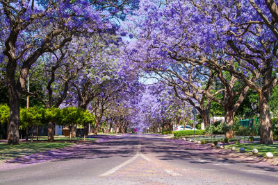 Allee in Pretoria, Südafrika und Botswana Reise, Natur