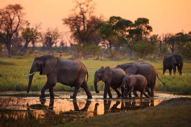 Elefanten im Chobe Nationalpark, Botswana Reisen, Safari 
