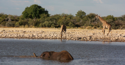 Wasserstelle im Etosha Nationalpark, Namibia Reisen