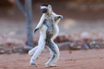 Sifaka Tanz, Naturschutzgebiet am Mandrare Fluss, Madagaskar