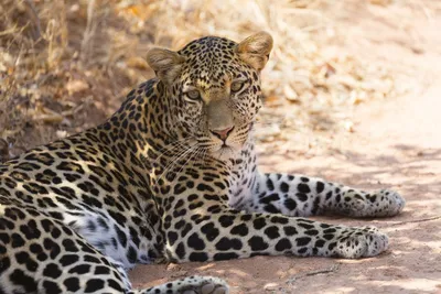 Luxusreise Tansania, Leopard in der Mittagssonne im Ruaha Nationalpark, Tansania Reise