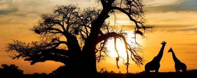 Giraffen bei Sonnenuntergang, Namibia Reise