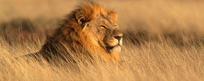 Luxusreise Namibia, Löwe, Etosha Nationalpark, Namibia