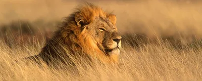 Luxusreise Namibia, Löwe, Etosha Nationalpark, Namibia