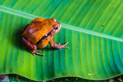 Frosch, Ansdasibe Nationalpark, Madagaskar