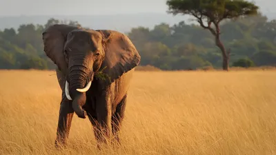 Elefant im Masai Mara Naturreservat in Kenia, Afrika 
