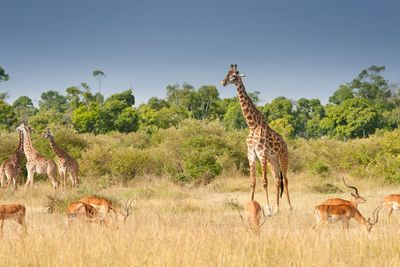 Kenia, Masai Mara, Flugsafari Tansania und Kenia