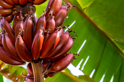 Rote Bananen, Mto wa Mbu, Flugsafari Tansania und Kenia