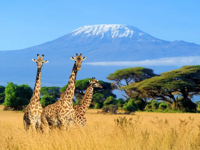 Giraffen vor dem Kilimanjaro in Kenia