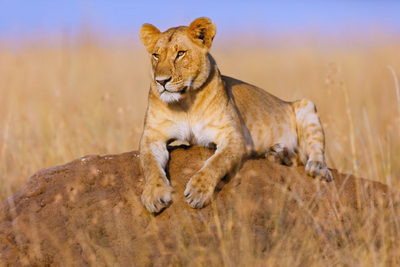 Löwin in der Serengeti, Im Herzen Ostafrikas, Uganda und Tansania Privatreise