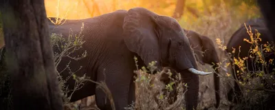 Safari Botswana, Elefanten, Chobe Nationalpark, Botswana