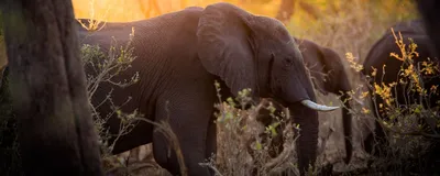Safari Botswana, Elefanten, Chobe Nationalpark, Botswana