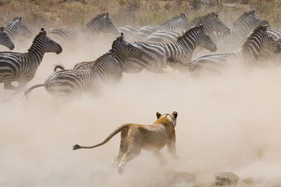 Löwin, Zebras, Masai Mara, Flugsafari Tansania und Kenia