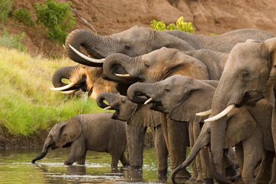 Elefanten am Kwando Fluss, Botswana Reise, Safari Botswana 