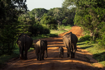 Elefanten auf einer Straße in Botswana