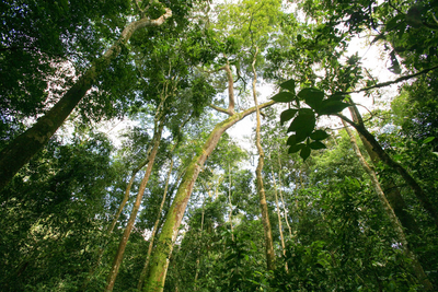 Kibale Nationalpark, Uganda