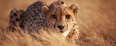 Gepard in Serengeti, Tansania Reise