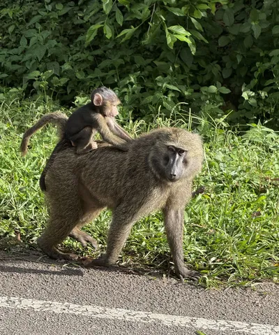 Paviane, Murchison Falls, Uganda 