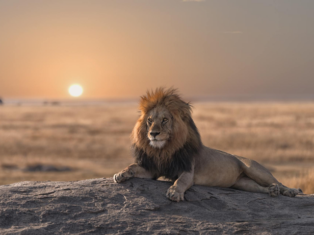 Individualreise Uganda und Tansania, Löwe, Im Herzen Ostafrikas