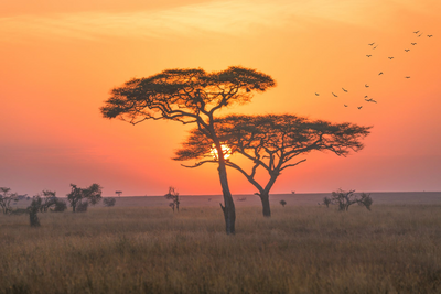 Sonnenuntergang über der Savanne, Flugsafari Tansania und Kenia